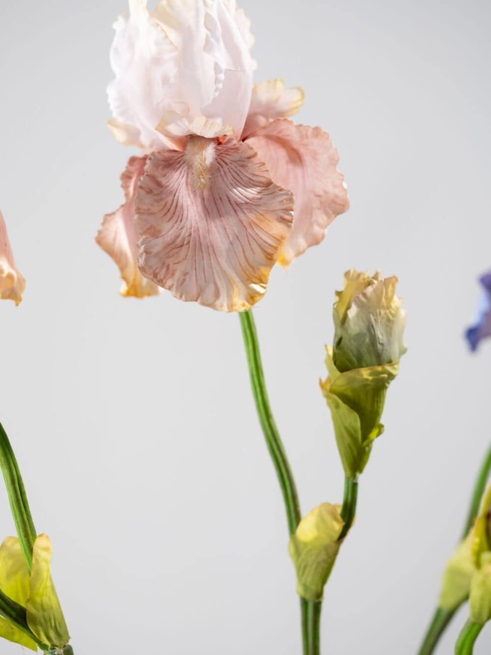 Iris tak brn lt 79 cm