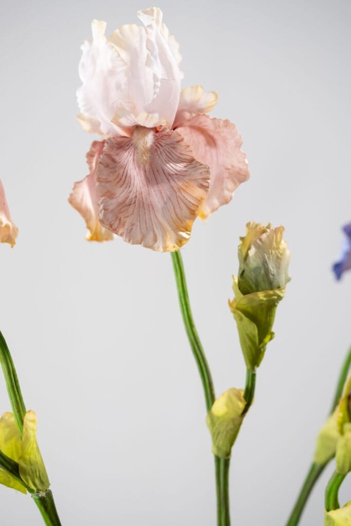 Iris tak brn lt 79 cm