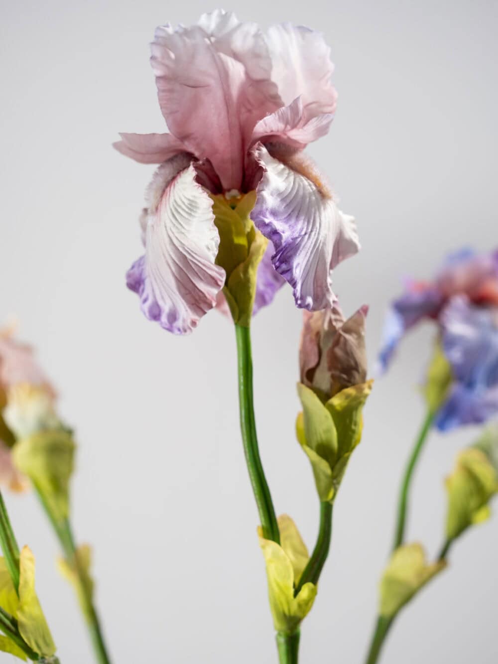 Iris tak mauve 79 cm