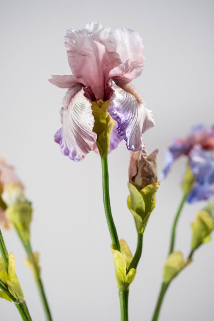 Iris tak mauve 79 cm