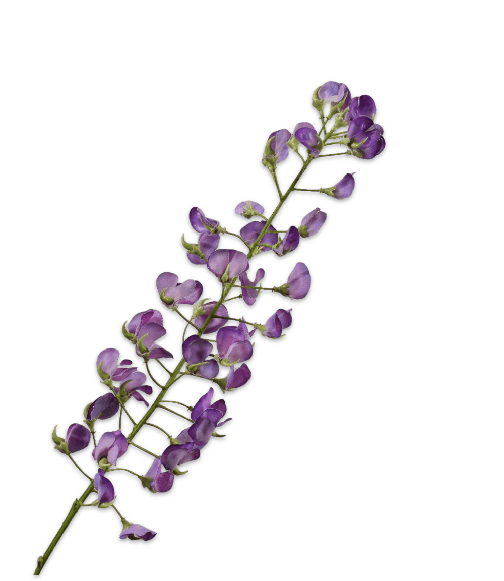 Lathyrus steel paars86 cm