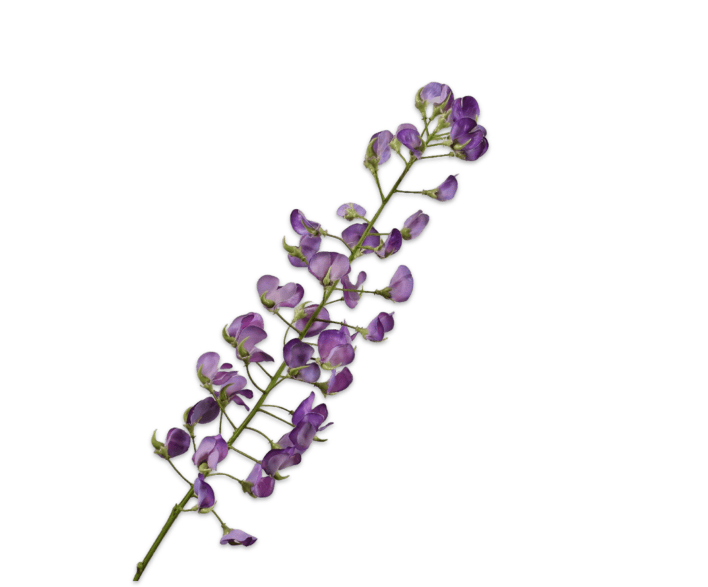 Lathyrus steel paars86 cm