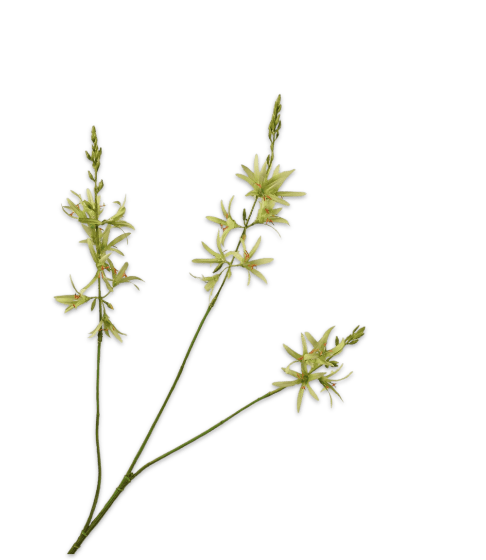 CROCOSMIA TAK GROEN 95 cm