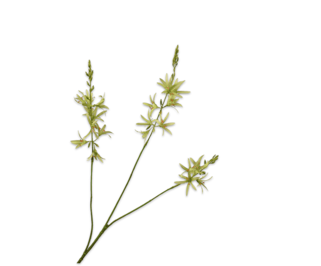 CROCOSMIA TAK GROEN 95 cm