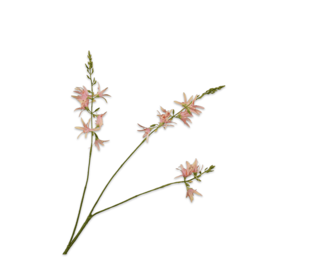 Crocosmia tak grn/roz 95 cm