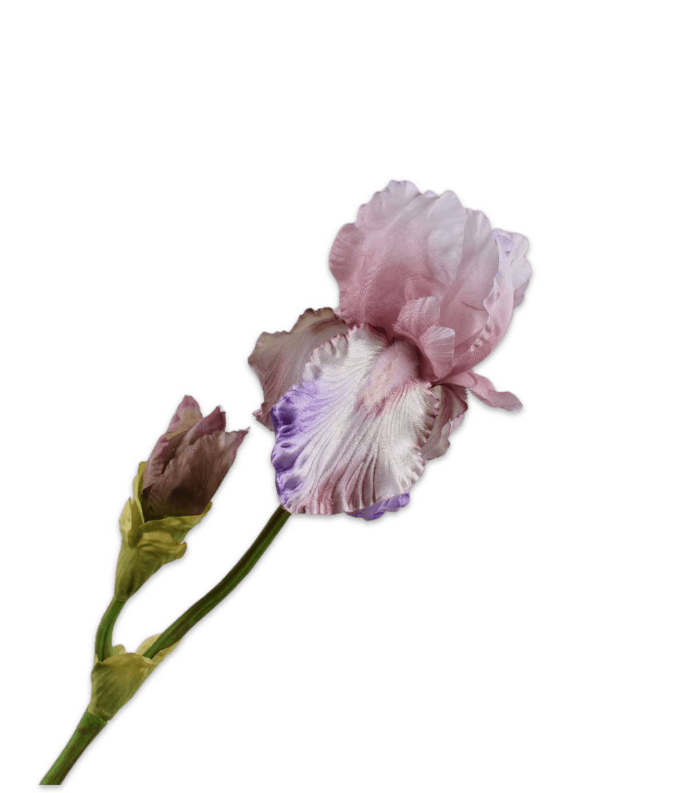Iris tak mauve 79 cm
