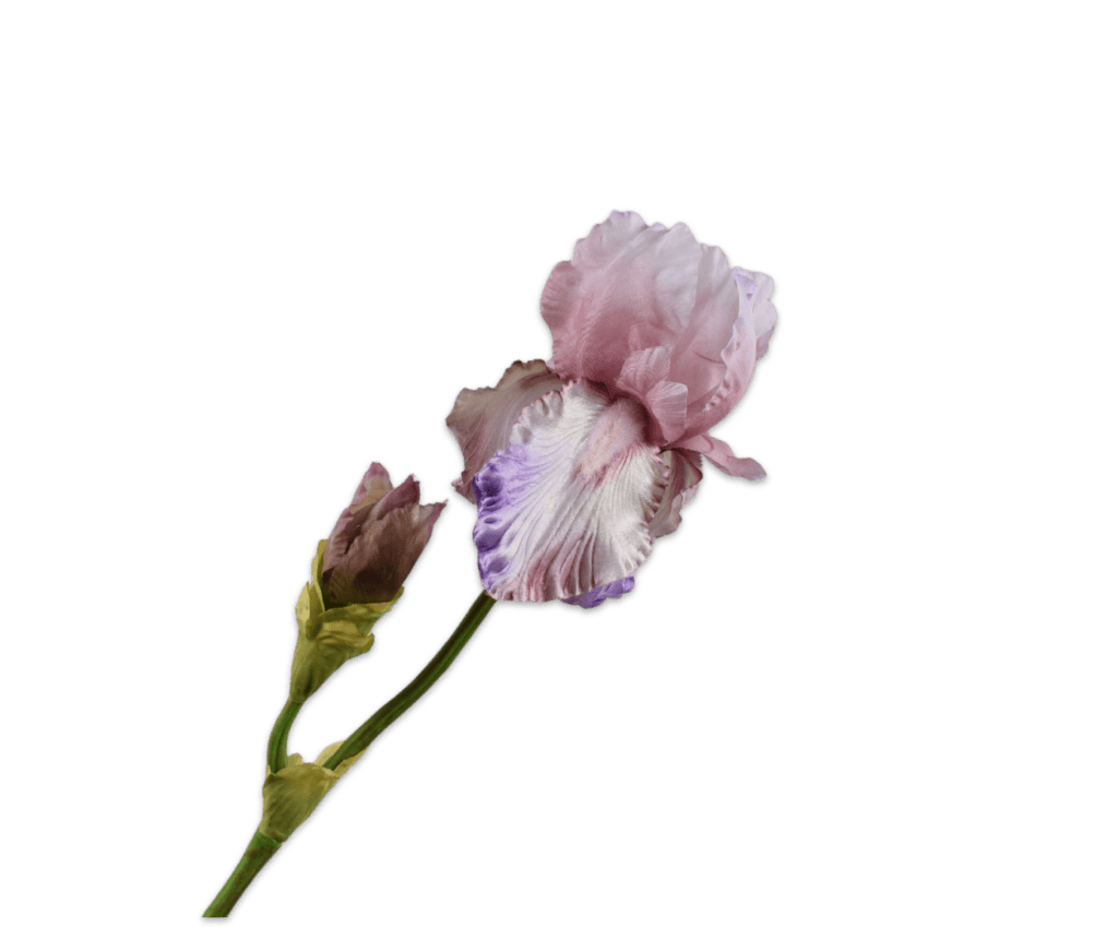 Iris tak mauve 79 cm