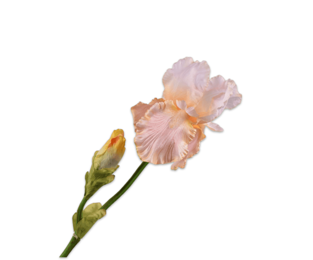 Iris tak perzik 76 cm