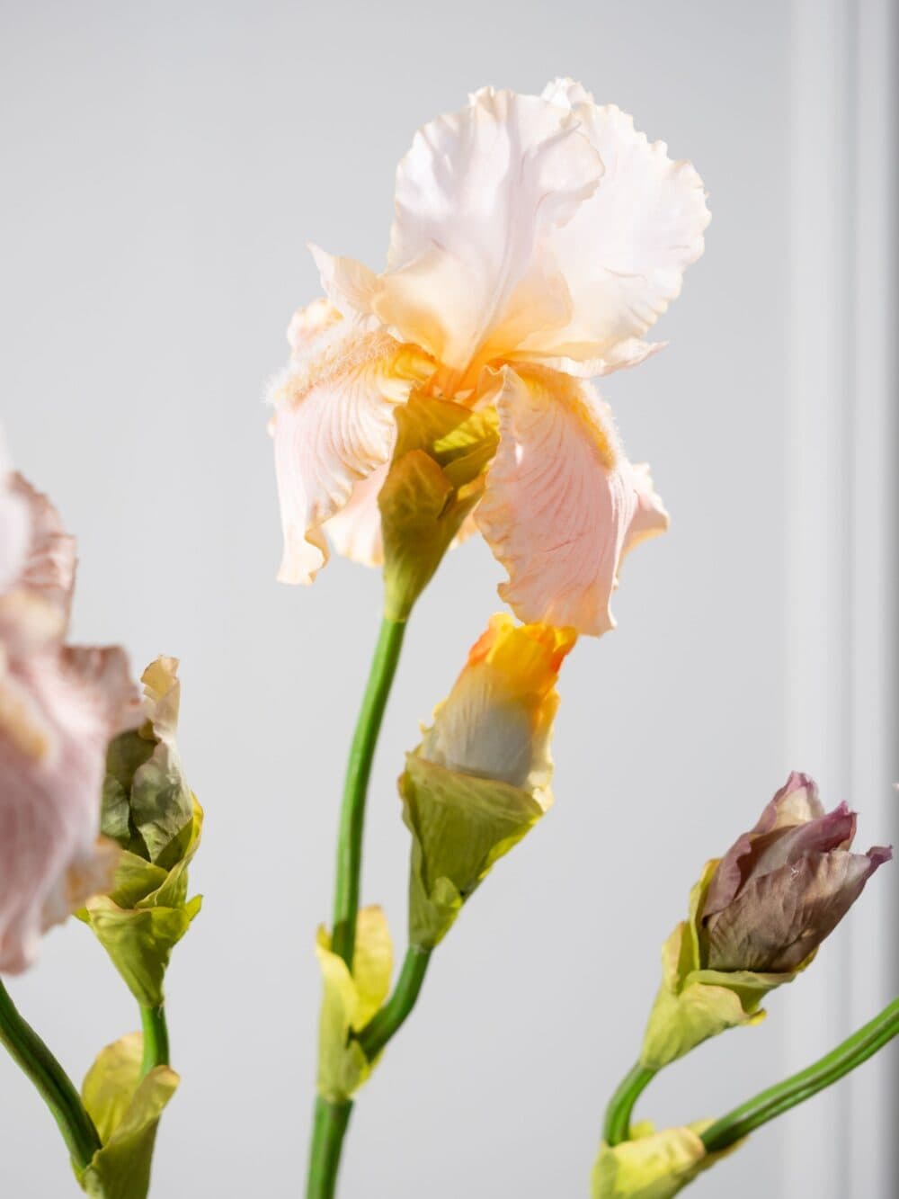 Iris tak perzik 76 cm