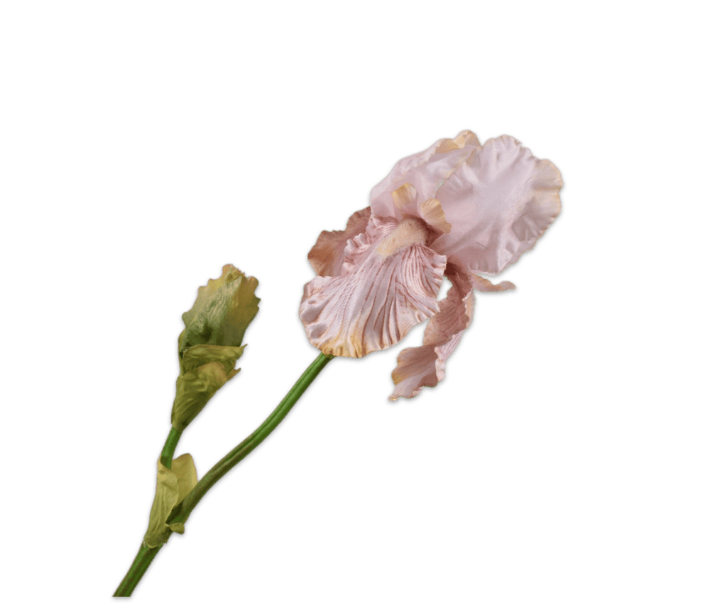 Iris tak brn lt 79 cm