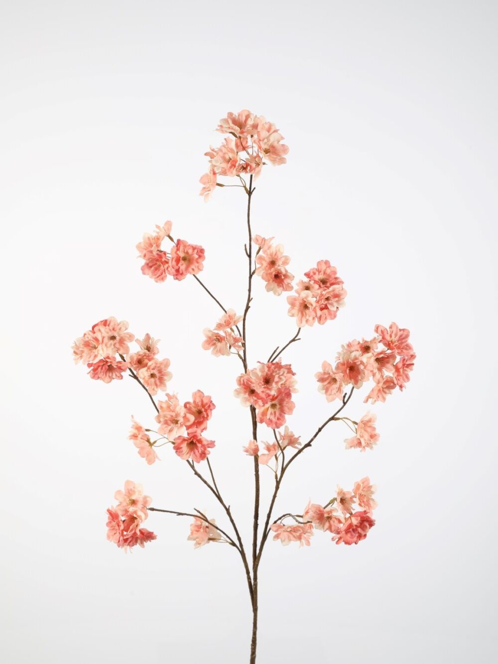 Cherry bloesemtak perzik