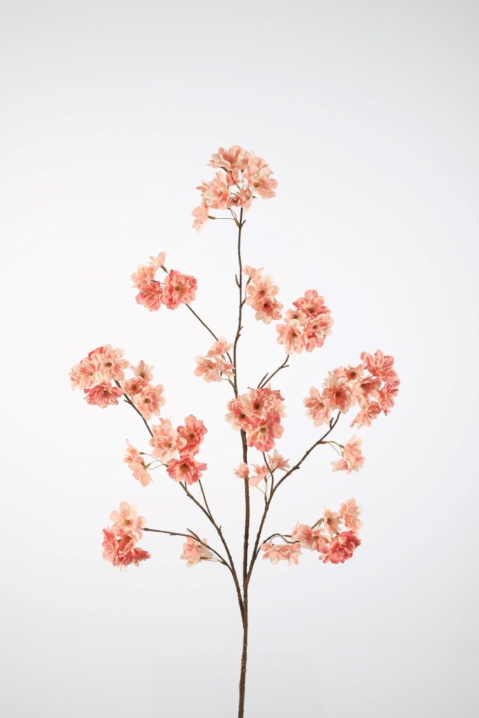 Cherry bloesemtak perzik