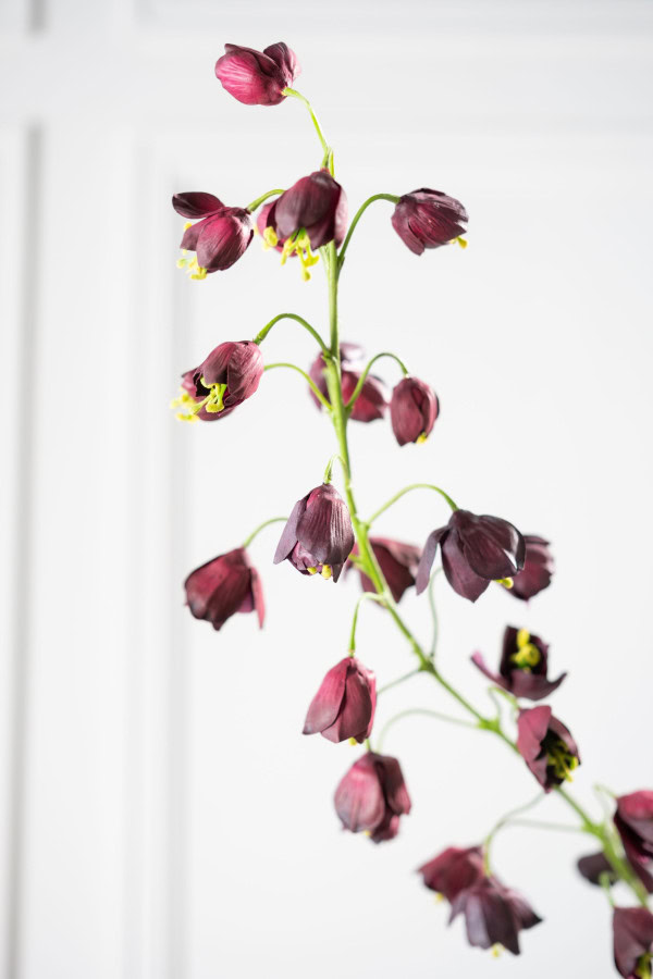 FRITILLARIA TAK BORDEAUX 110 cm