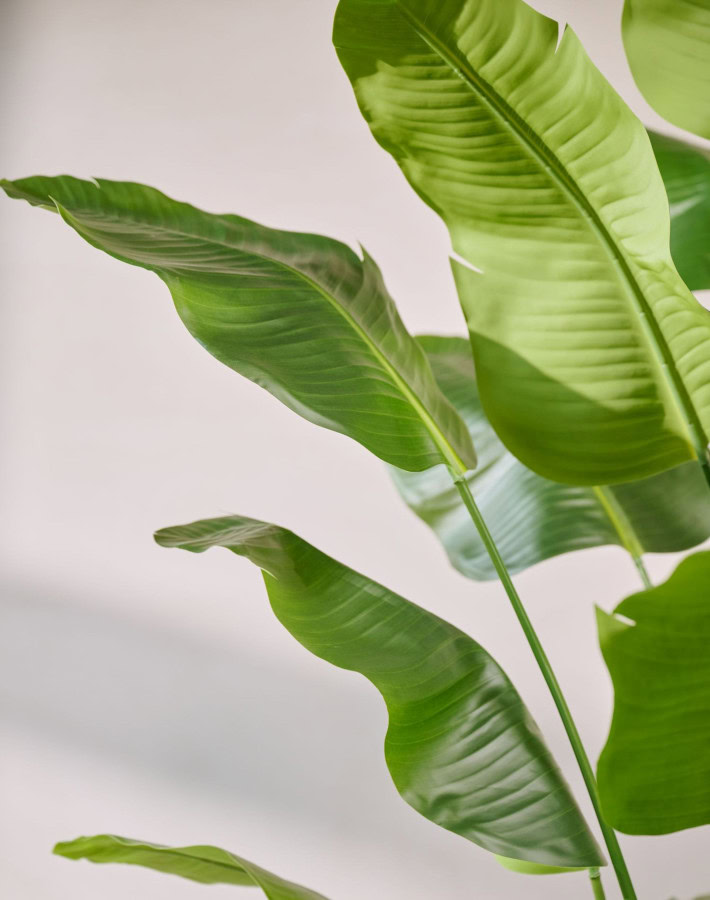 Kunstplant Strelitzia 300 cm Silk-ka