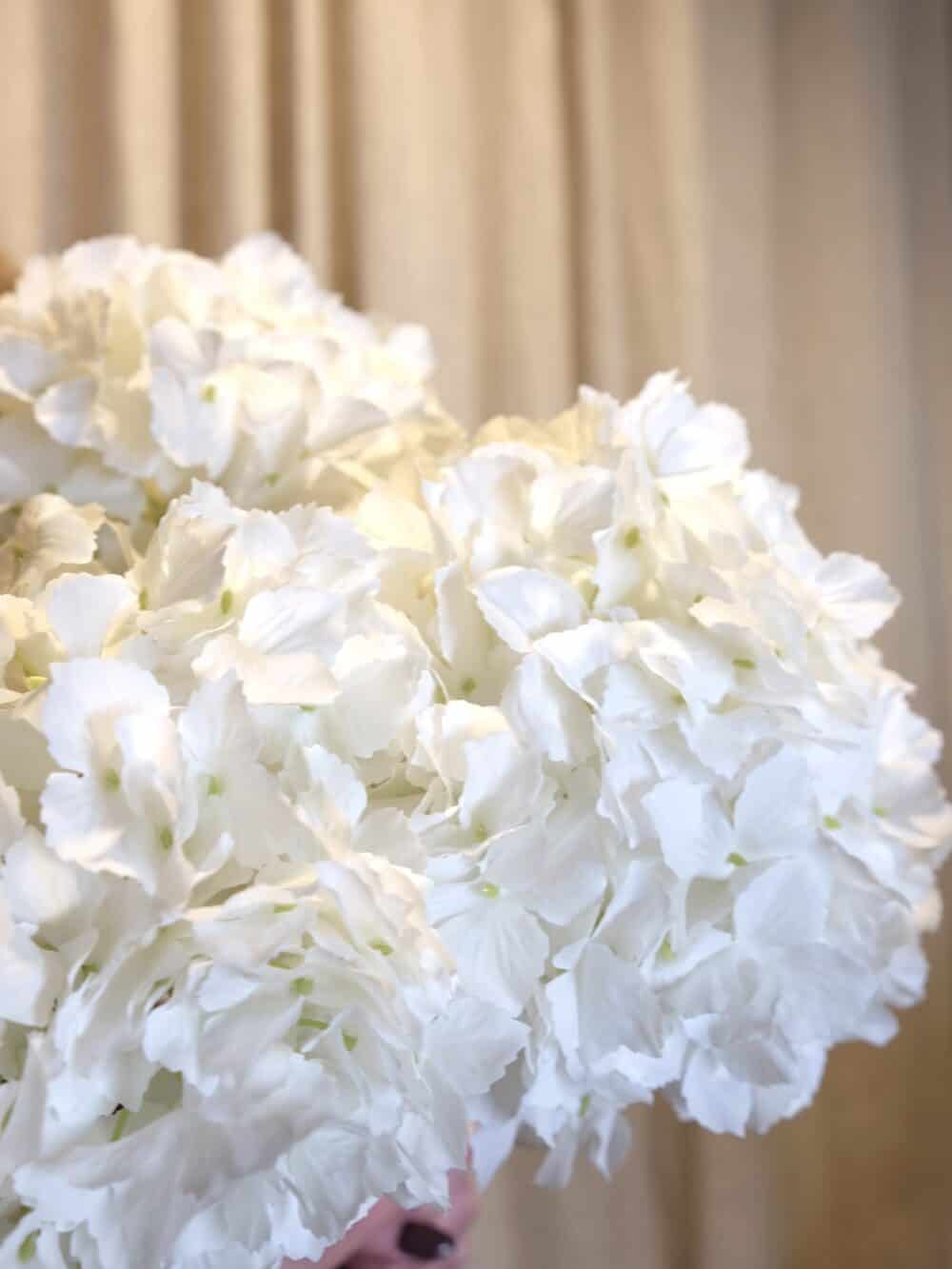 Witte hortensia elegant