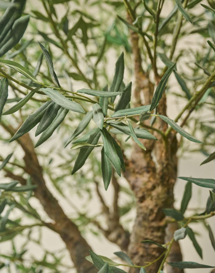 Luxe olijfboom 240cm Silk-ka