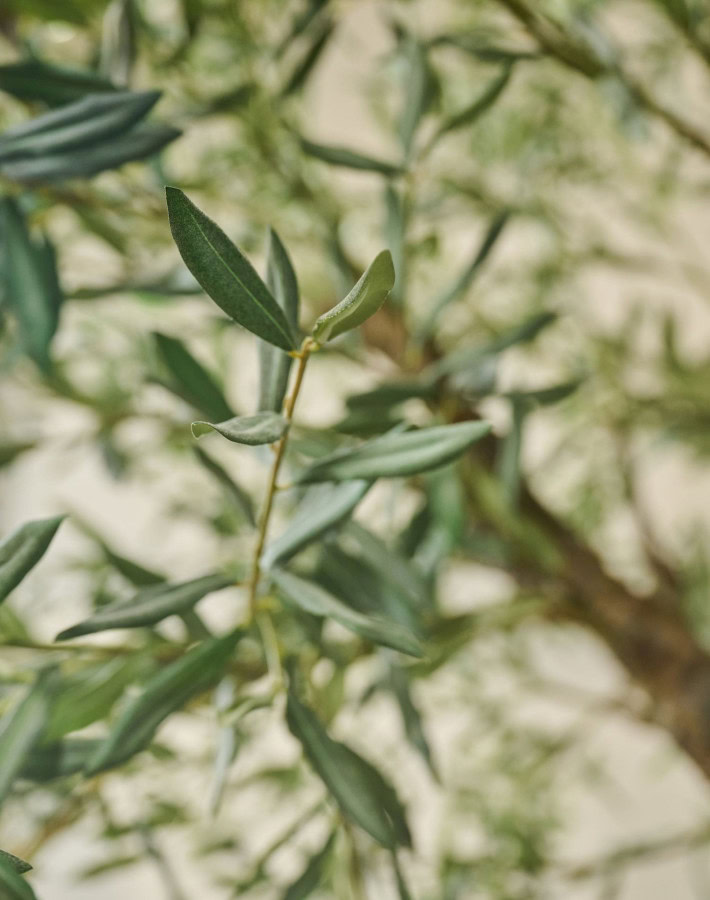 Luxe olijfboom 240cm Silk-ka