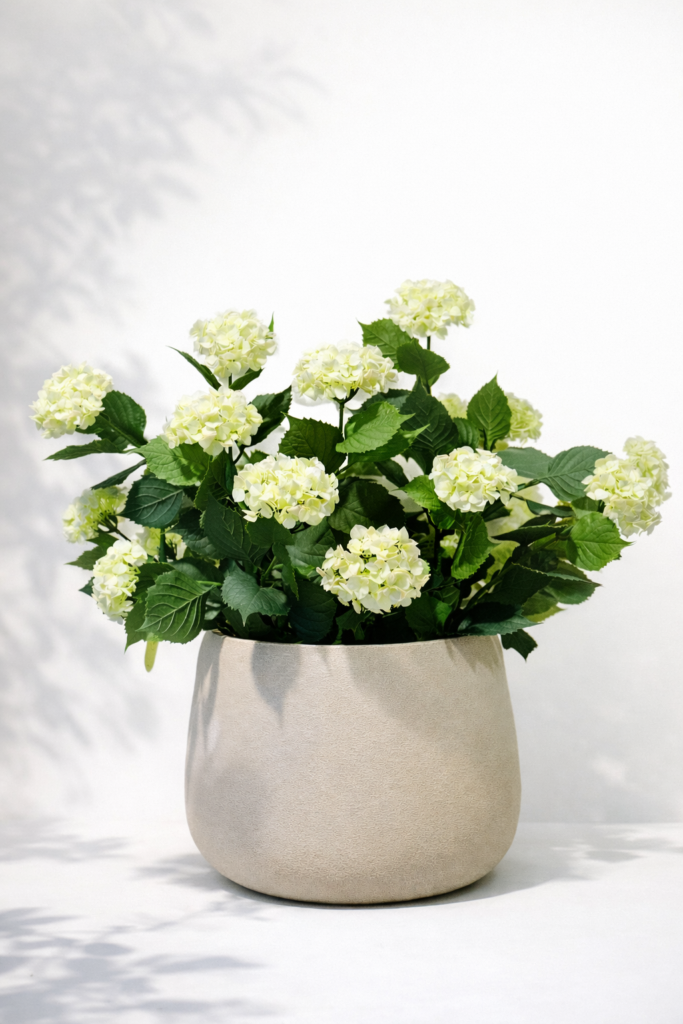 Prachtige witte hortensia in pot