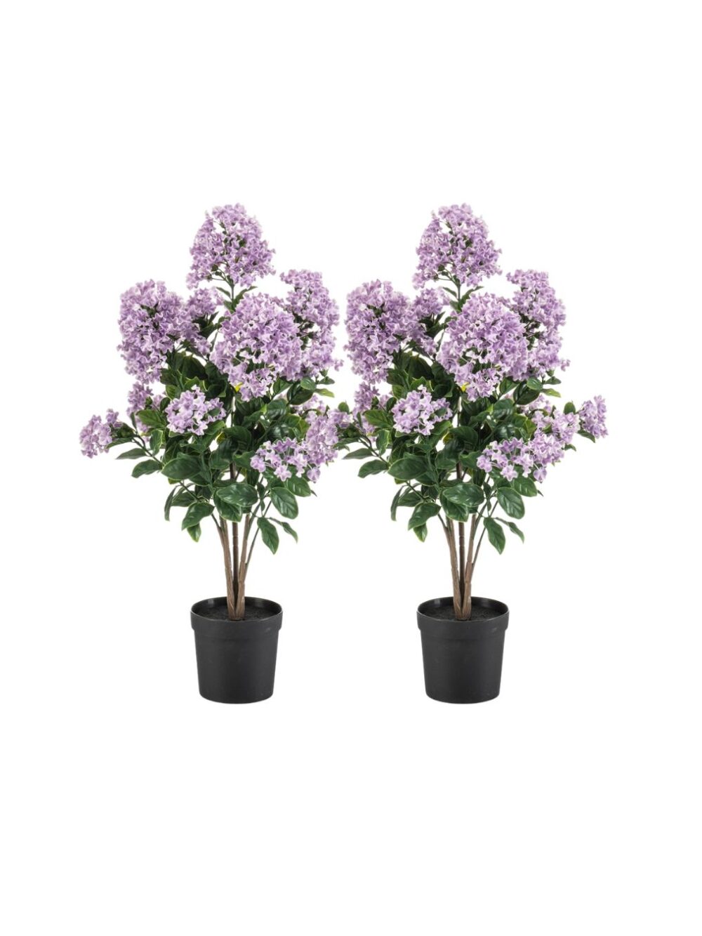 Sering in pot Paars 65cm Set 2 planten