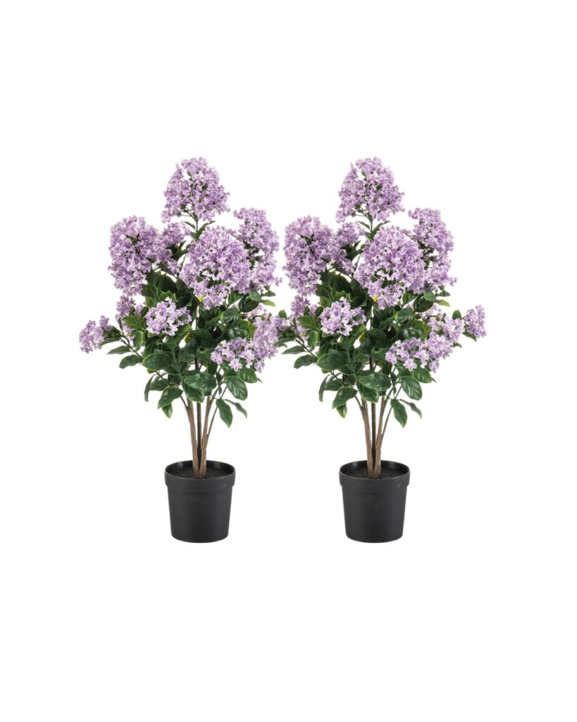 Sering in pot Paars 65cm Set 2 planten