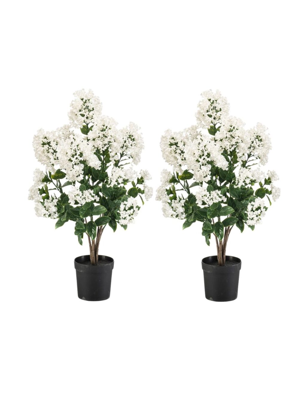 Sering in pot UV wit set 2 planten