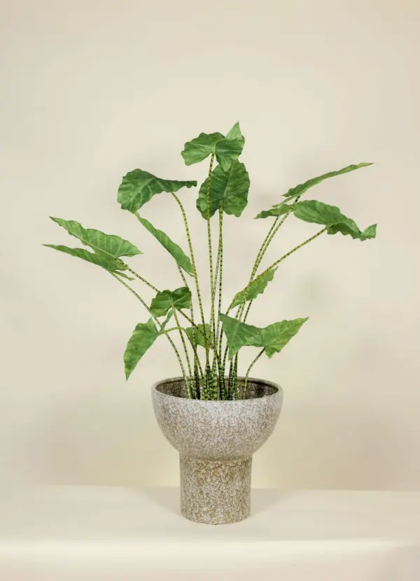 Kunstplant real touch Alocasia Zebrina 110cm