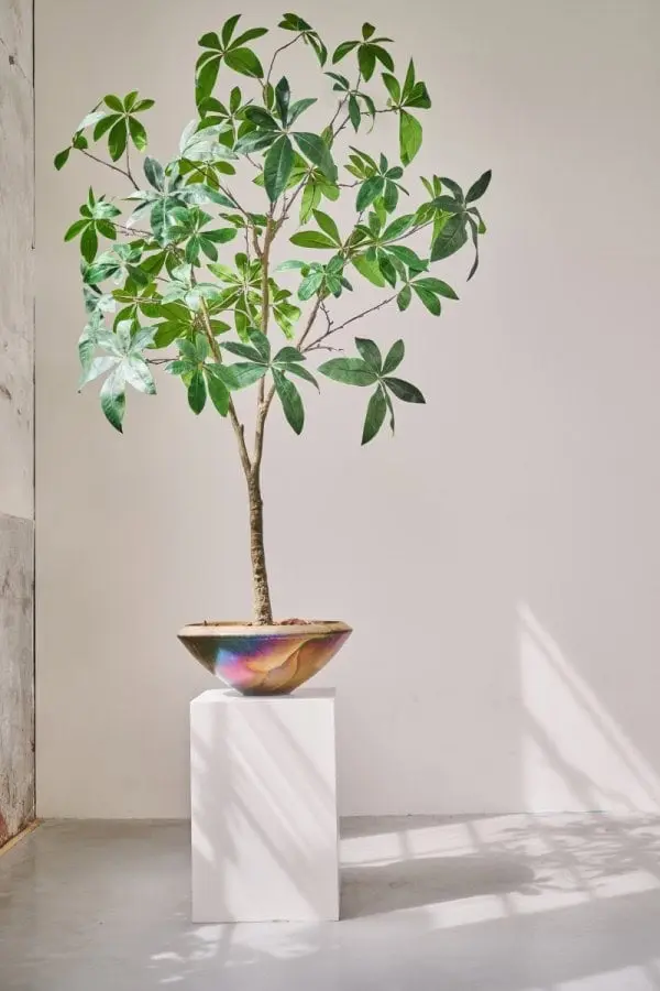 Kunst Pachira Aquatica: tijdloze elegantie zonder zorg