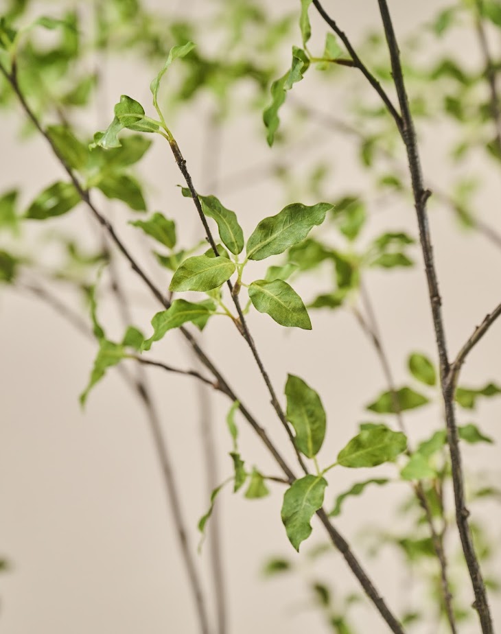 Detail van blad en takken