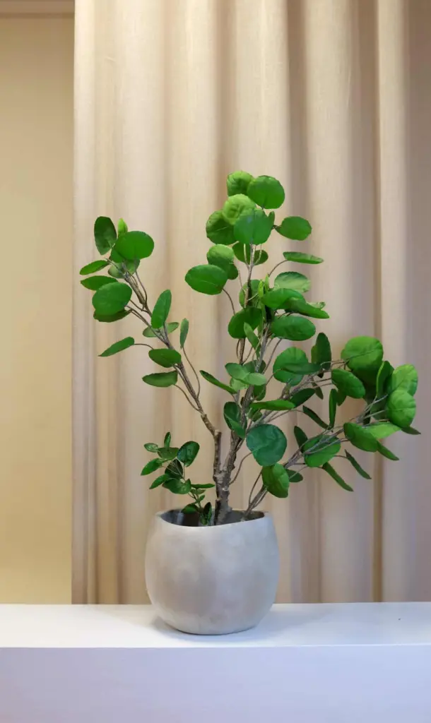 Kunst Ficus Retusa: Luxe, Tijdloze Rust & Natuurgetrouwe Kwaliteit voor Elk Interieur
