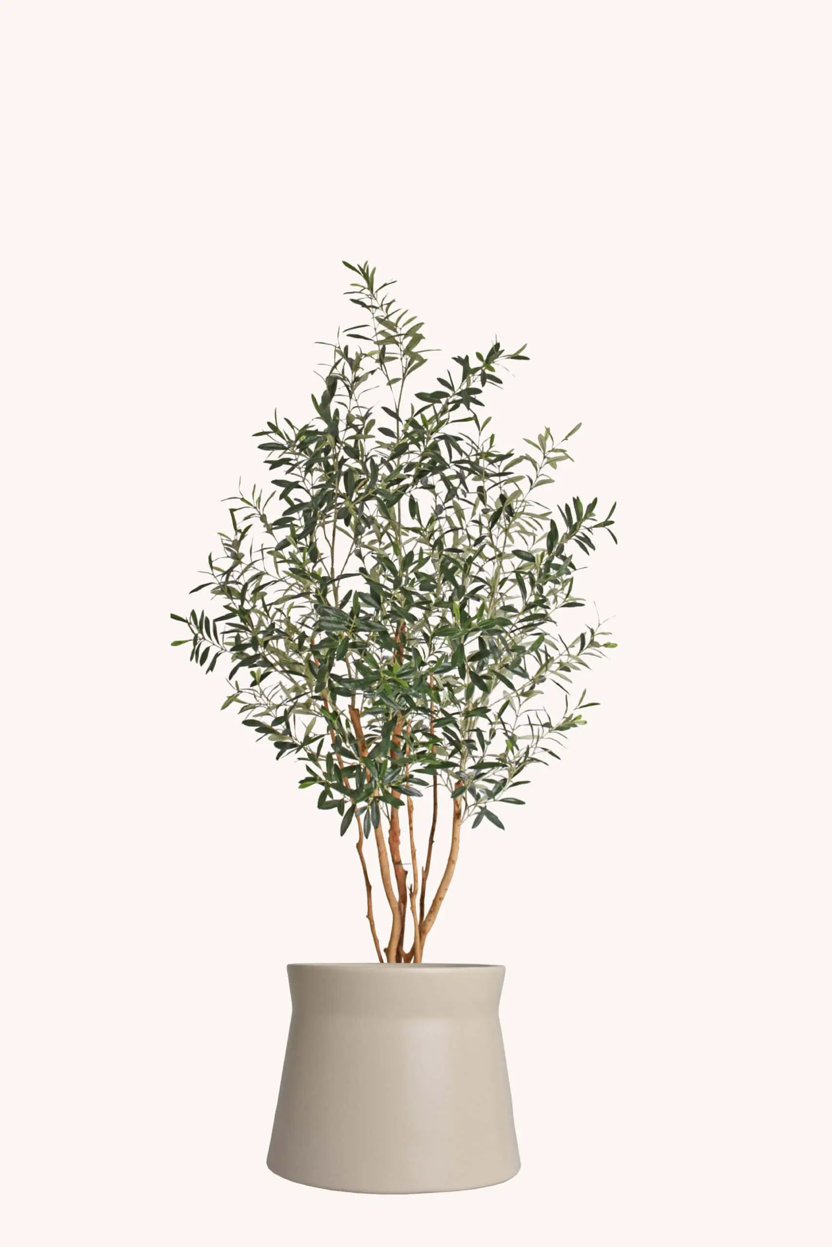 De Olijfboom – Mediterrane charme in een exclusief interieur