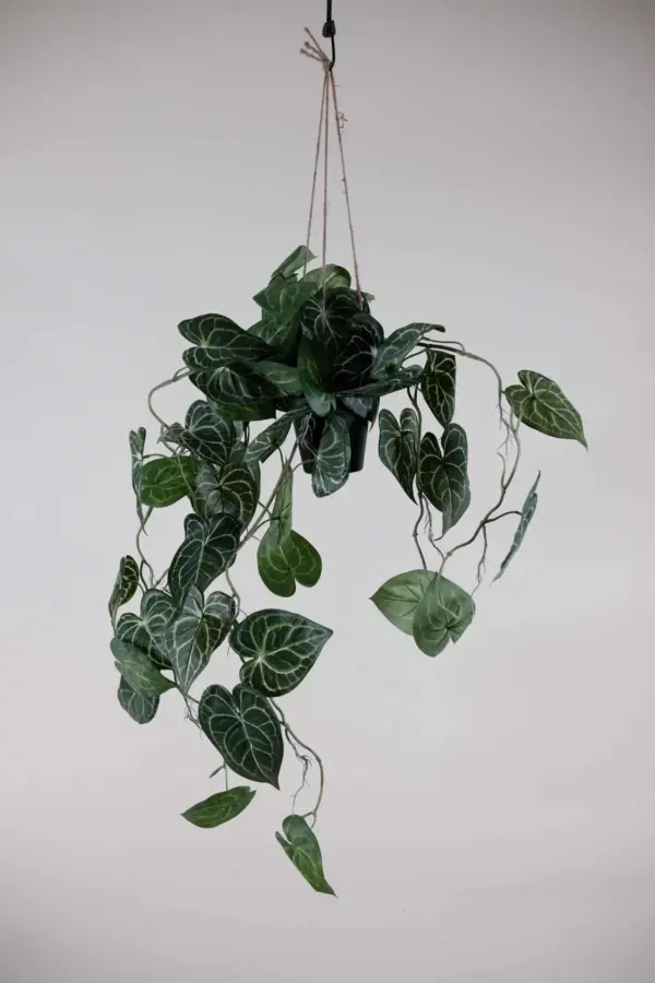 Anthurium