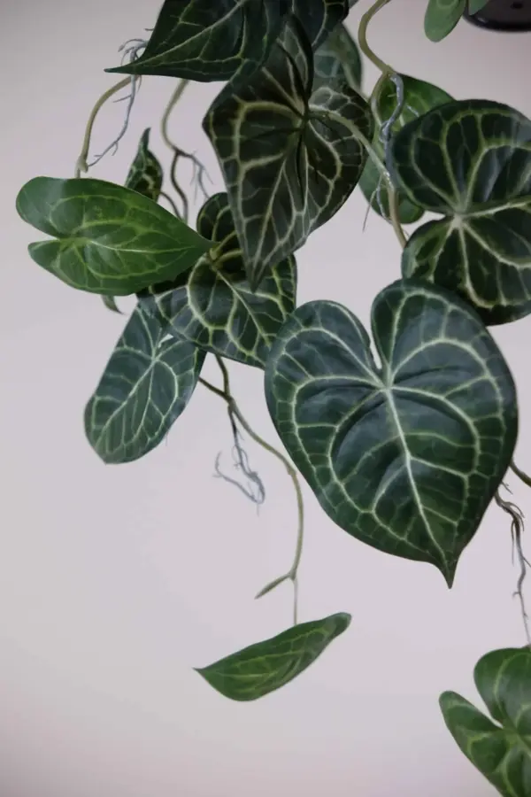 hangplant