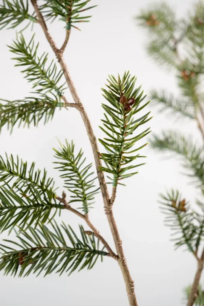 Groen-grijze dennentak van Silk-ka van dichtbij