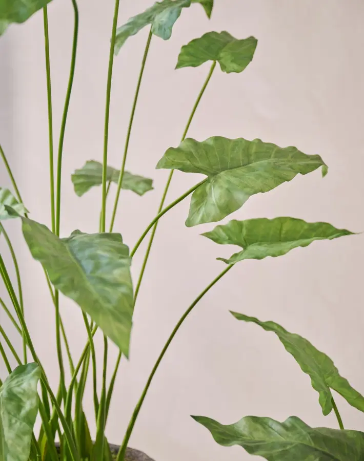 Kunstplant Alocasia van dichtbij, met natuurgetrouw blad