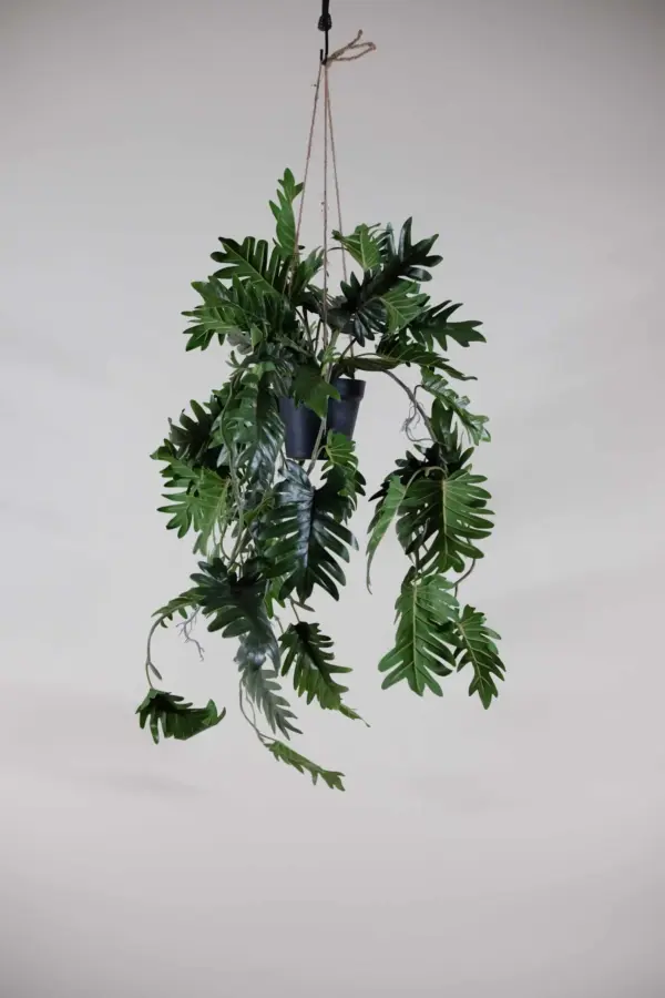 Philodendron hangplant